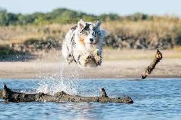 dog in water pixabay